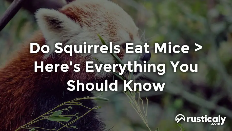 do squirrels eat mice