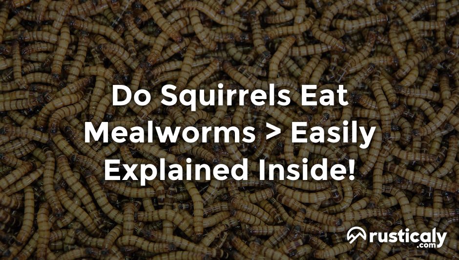 do squirrels eat mealworms
