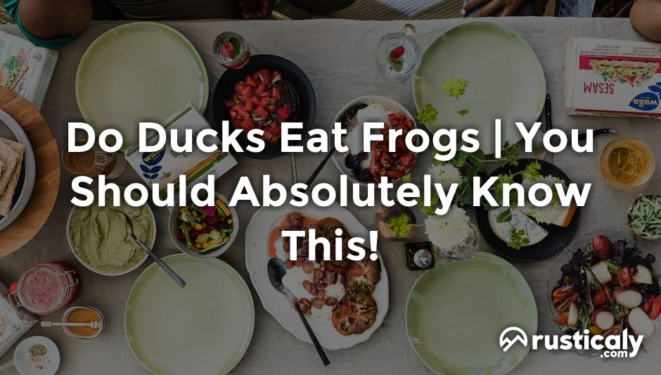 do ducks eat frogs
