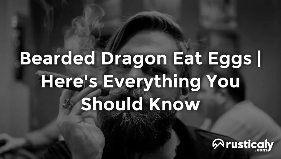 bearded dragon eat eggs
