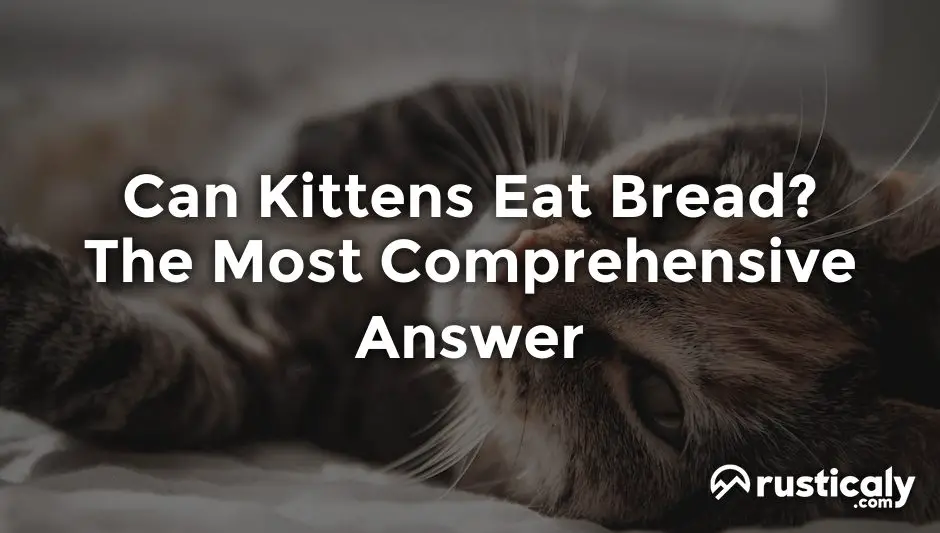 can kittens eat bread