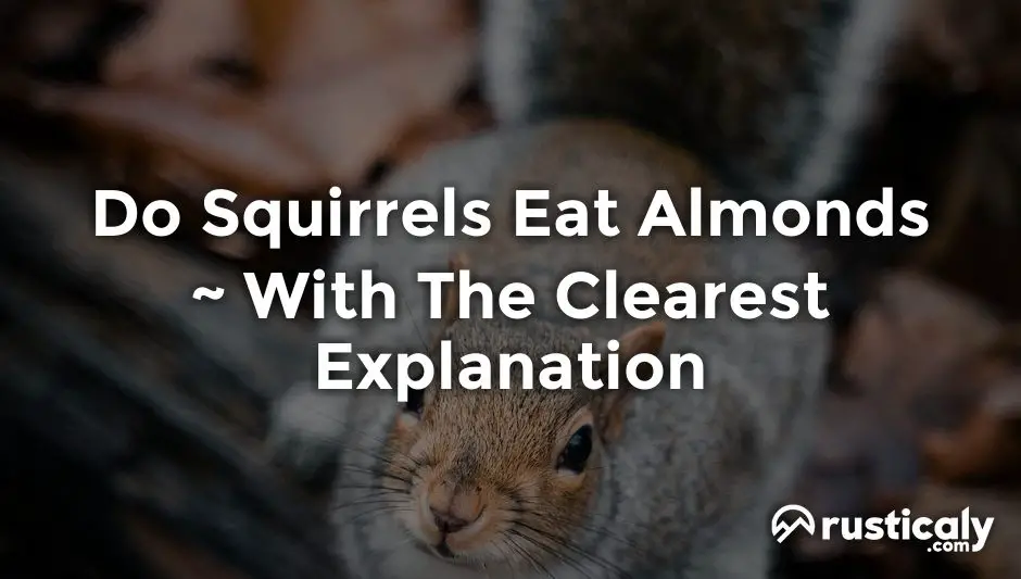 do squirrels eat almonds