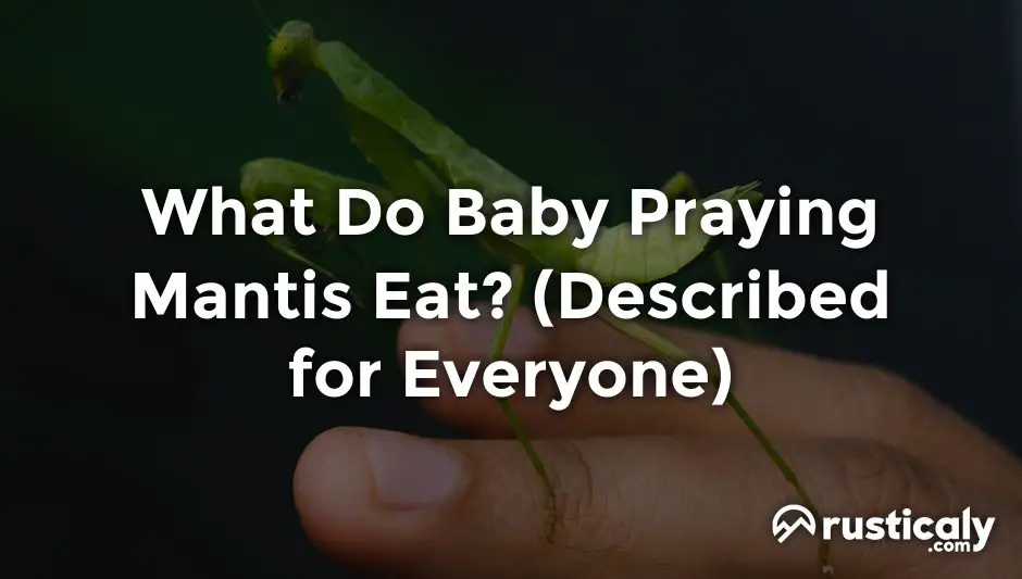 what do baby praying mantis eat