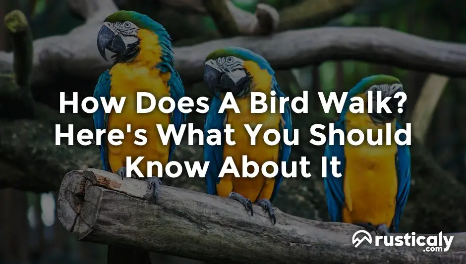 how does a bird walk