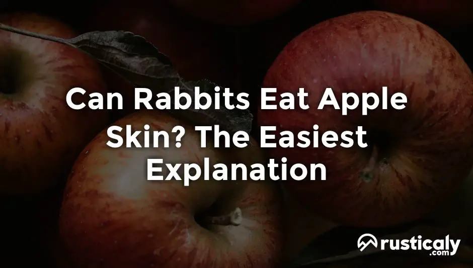 can rabbits eat apple skin