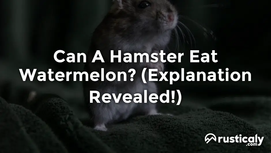 can a hamster eat watermelon