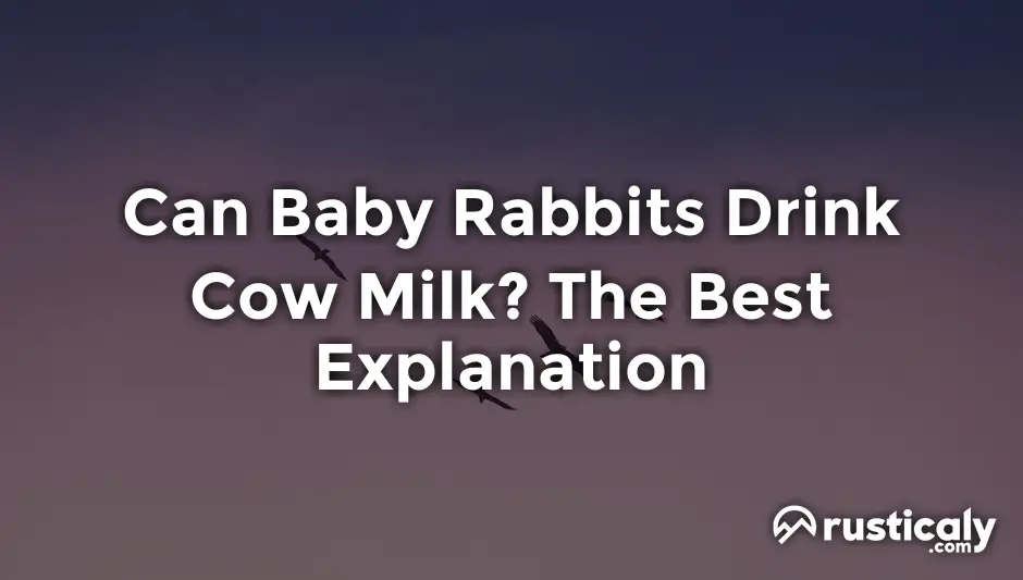 can baby rabbits drink cow milk