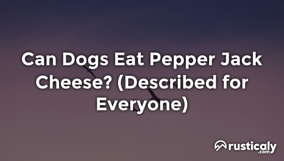 can dogs eat pepper jack cheese