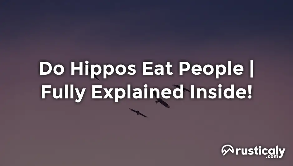 do hippos eat people