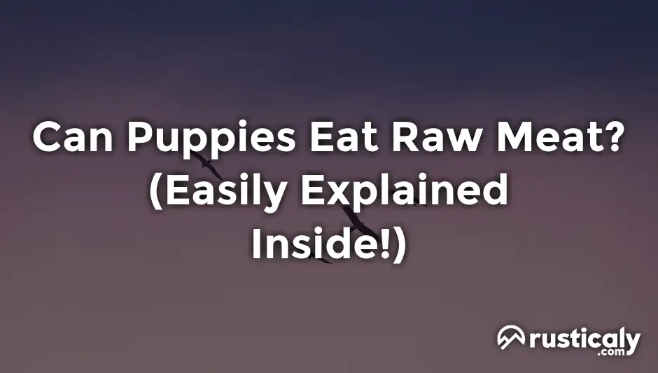 can puppies eat raw meat