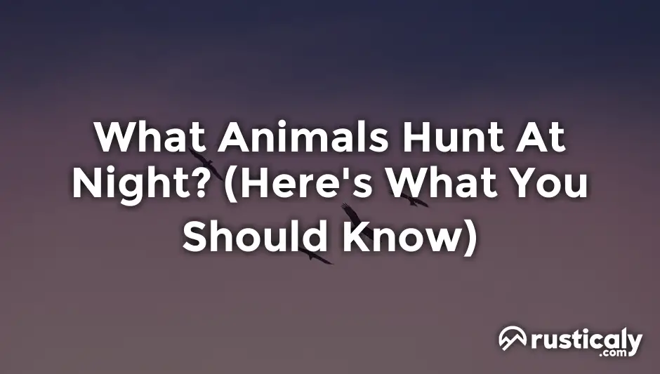 what animals hunt at night