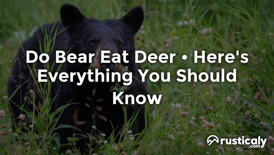 do bear eat deer
