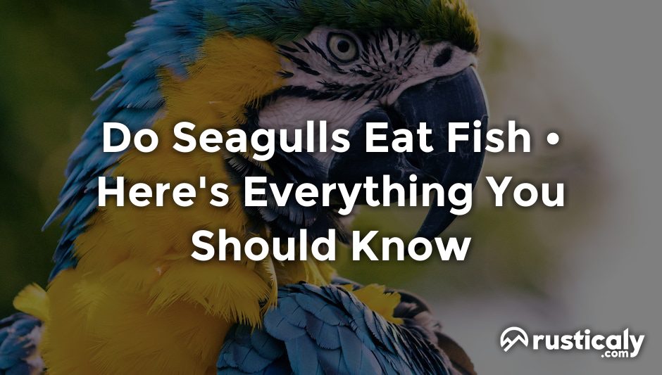 do seagulls eat fish