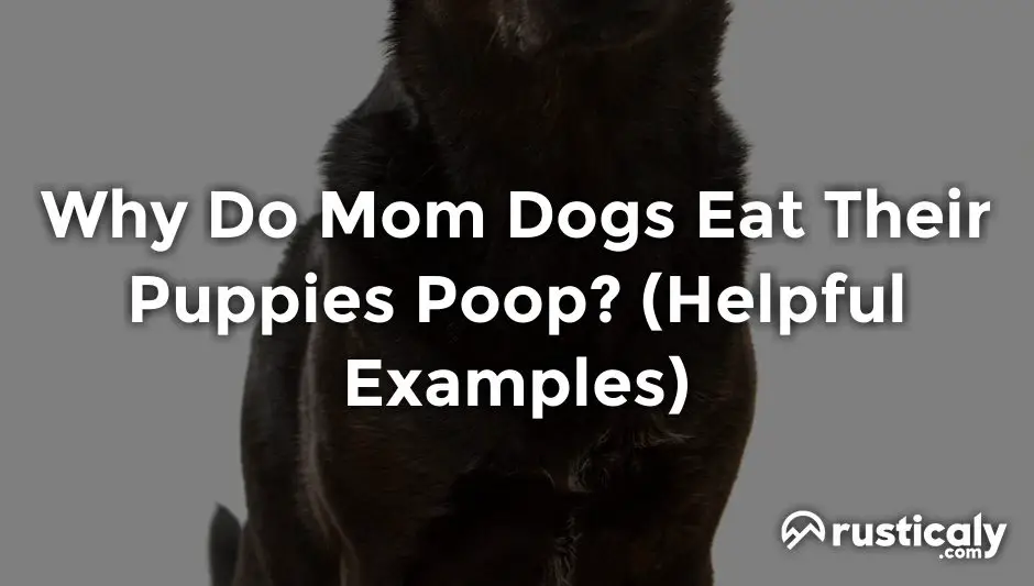 why do mom dogs eat their puppies poop