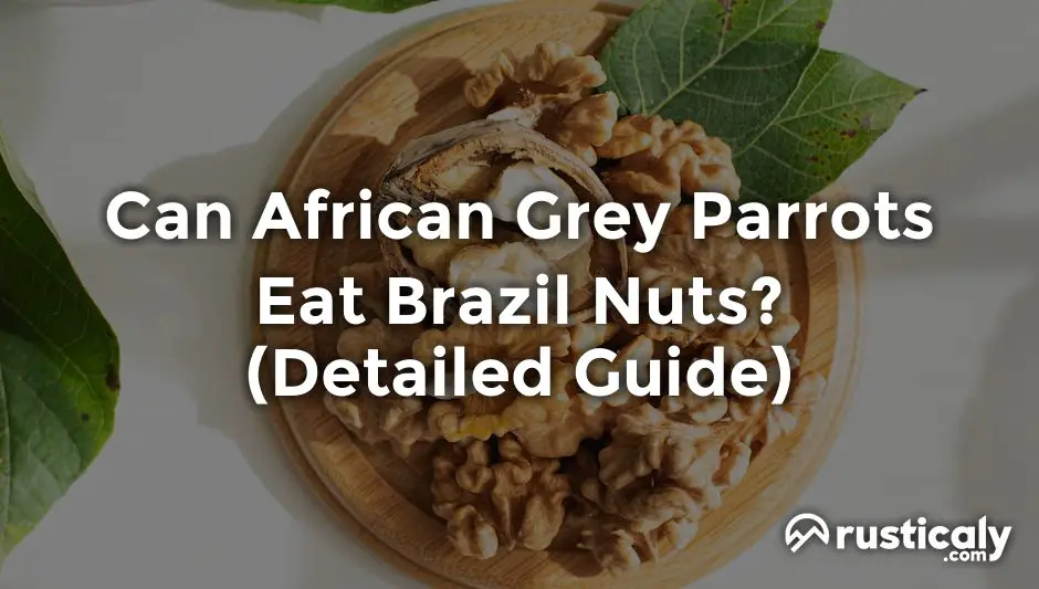 can african grey parrots eat brazil nuts