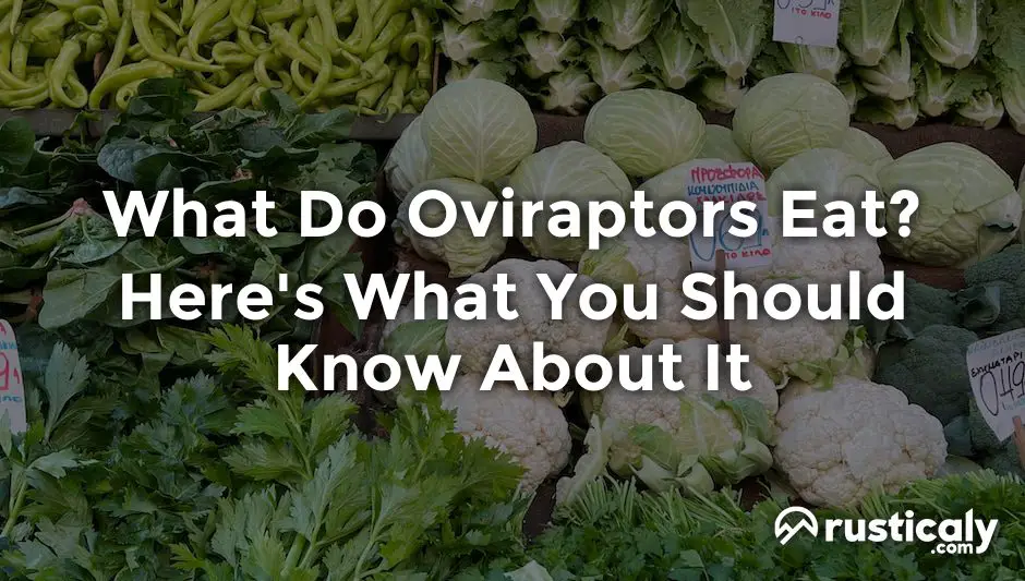 what do oviraptors eat