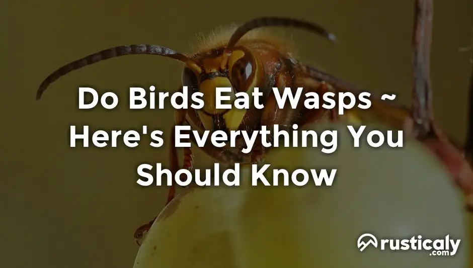 do birds eat wasps