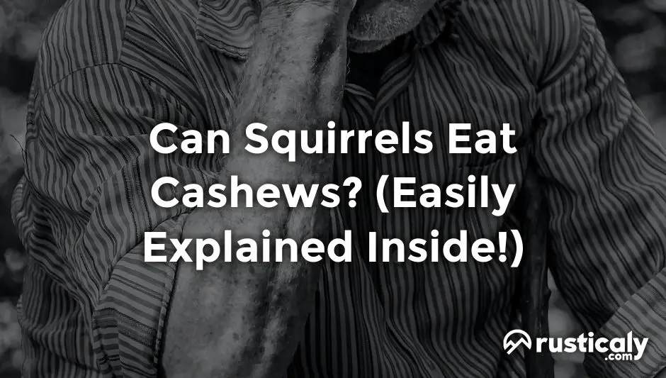 can squirrels eat cashews