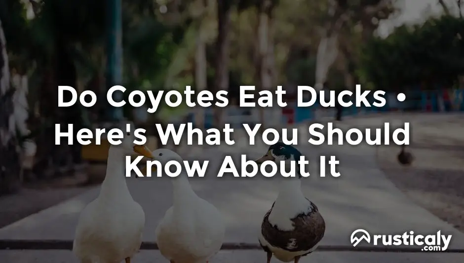 do coyotes eat ducks