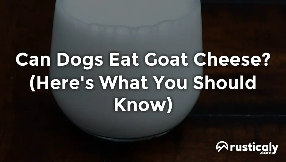 can dogs eat goat cheese