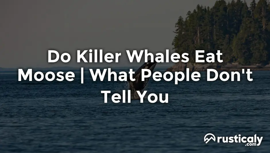 do killer whales eat moose