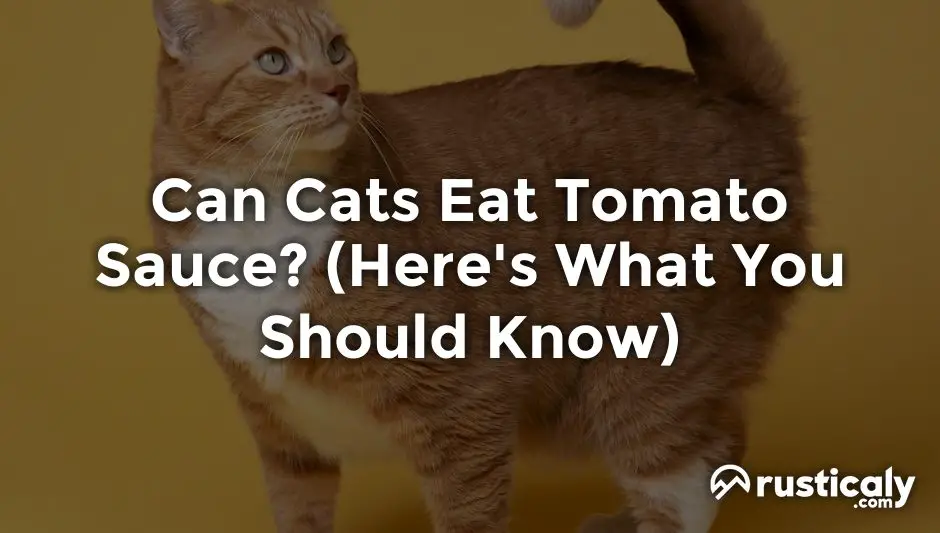 Can Cats Eat Tomato Sauce? (Here's What You Should Know)