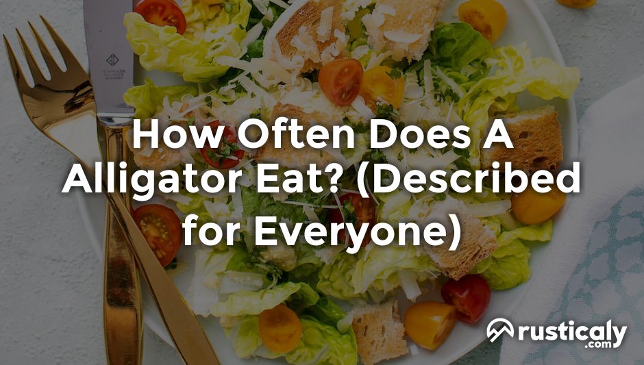 how often does a alligator eat