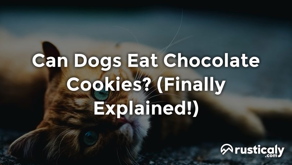 can dogs eat chocolate cookies