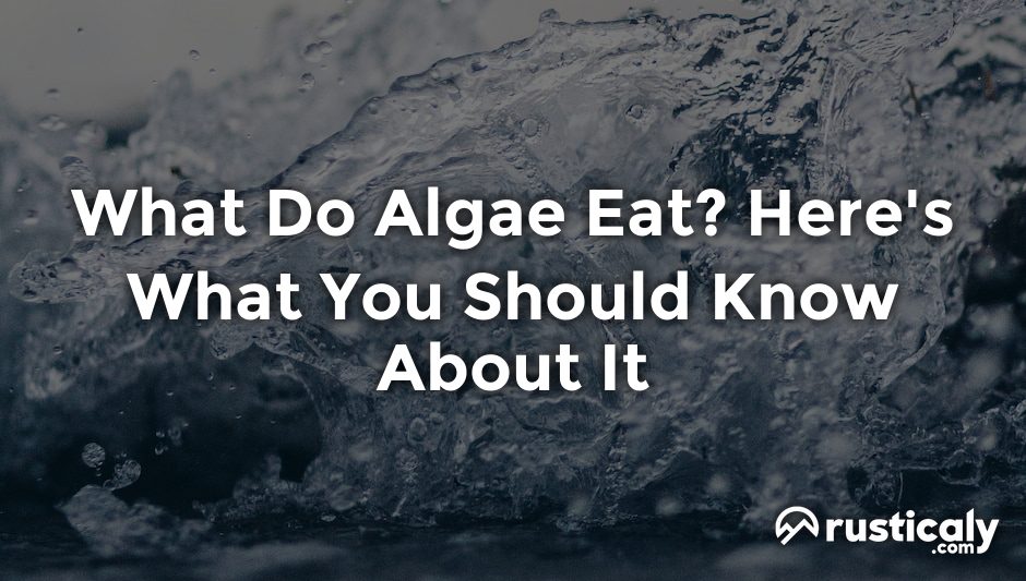 what do algae eat