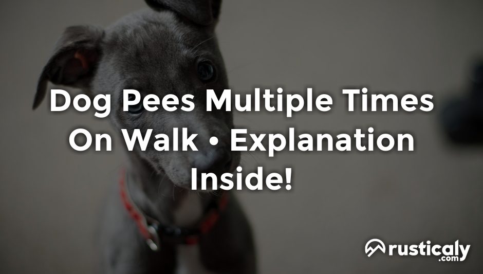 dog pees multiple times on walk