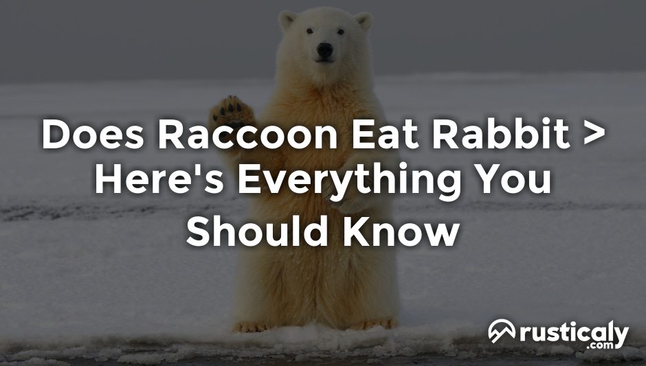 does raccoon eat rabbit