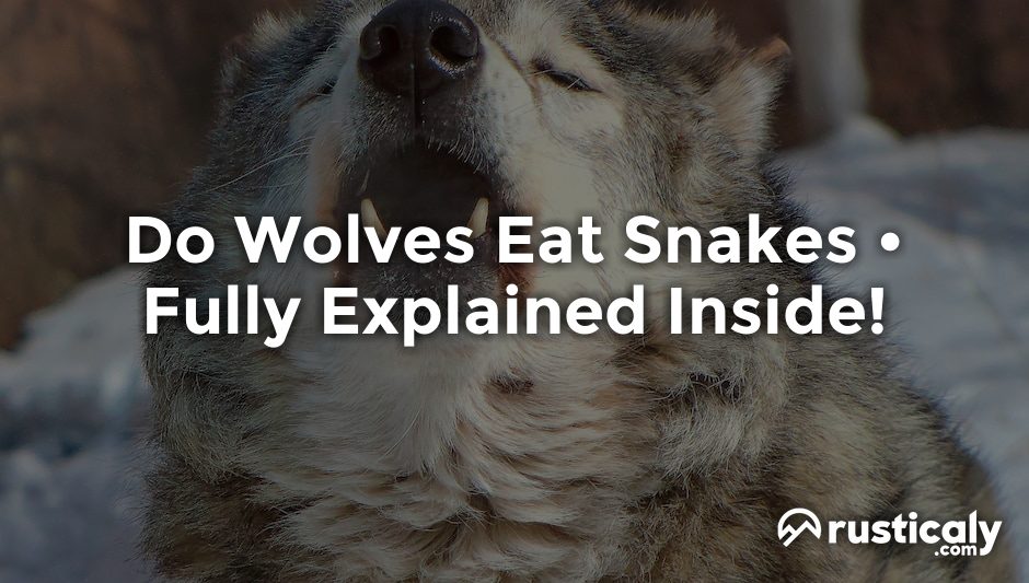 do wolves eat snakes