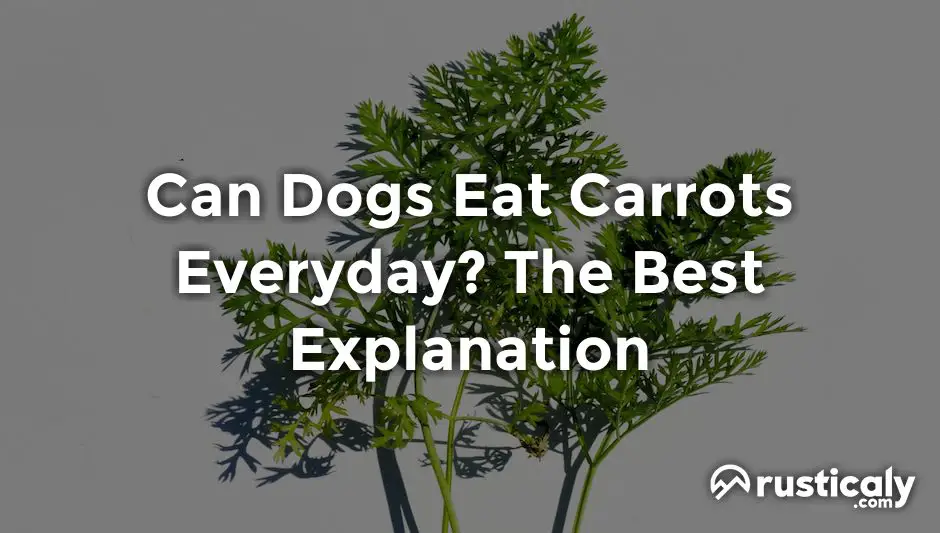 can dogs eat carrots everyday