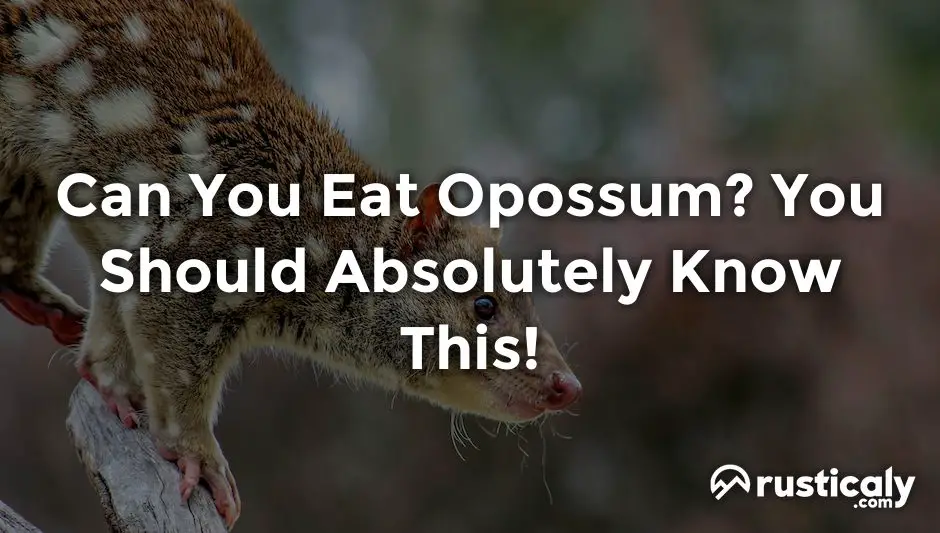 can you eat opossum