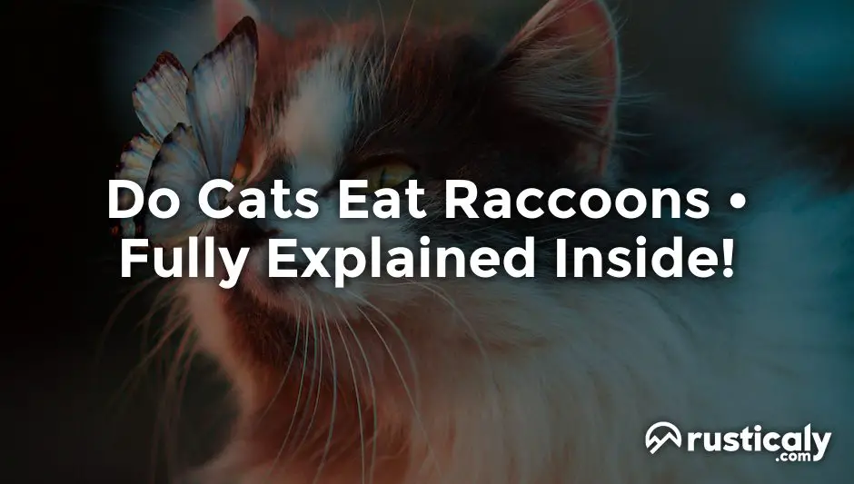 do cats eat raccoons
