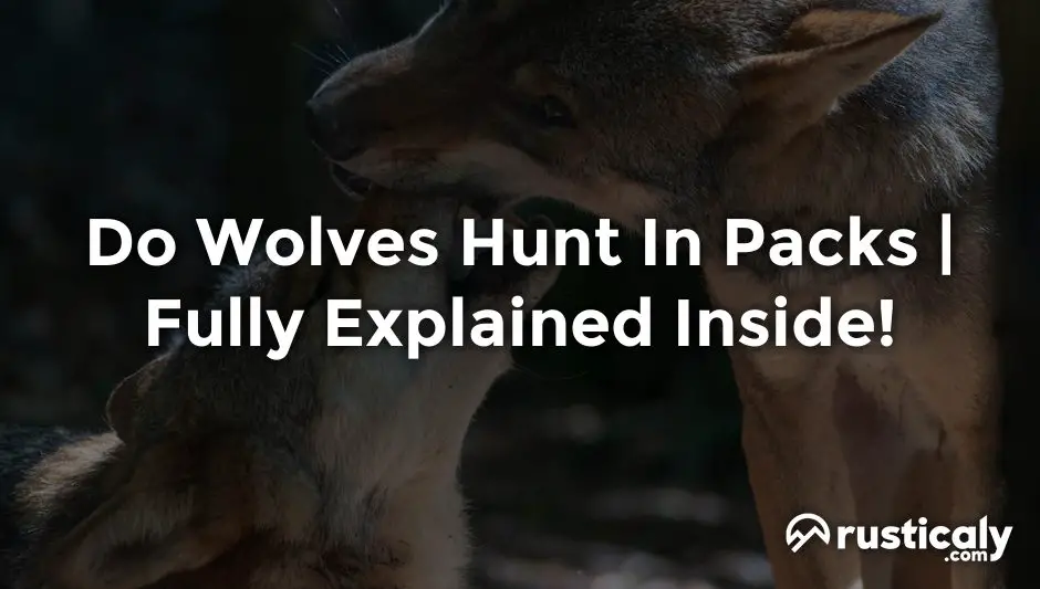 do wolves hunt in packs