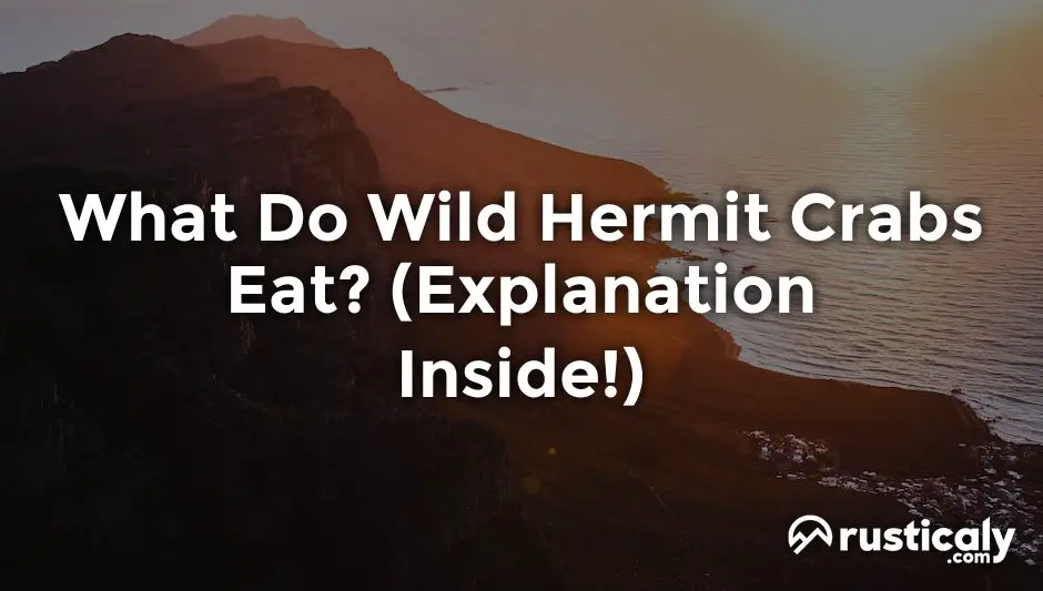 what do wild hermit crabs eat