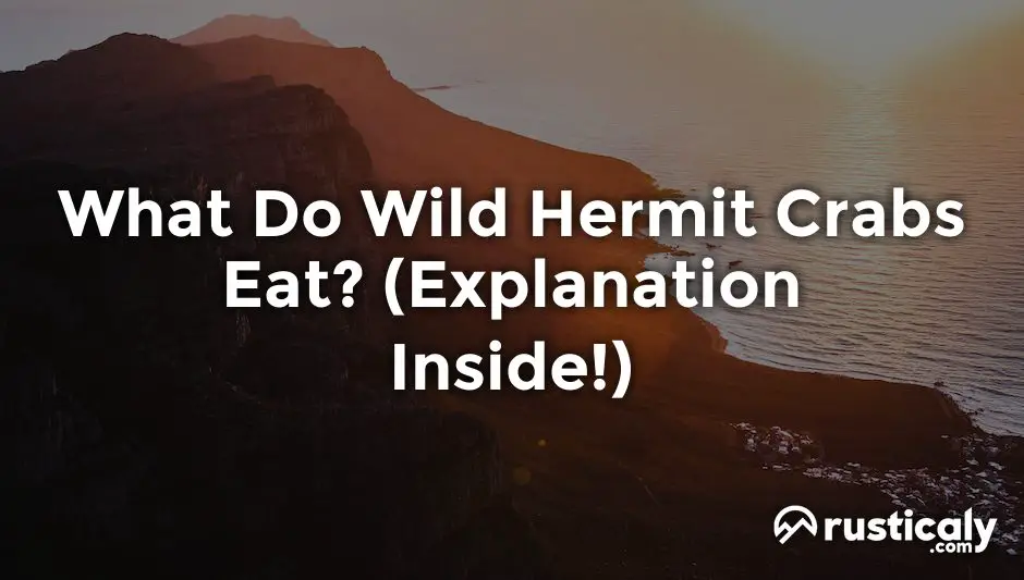 What Do Wild Hermit Crabs Eat? (Explained for Beginners)