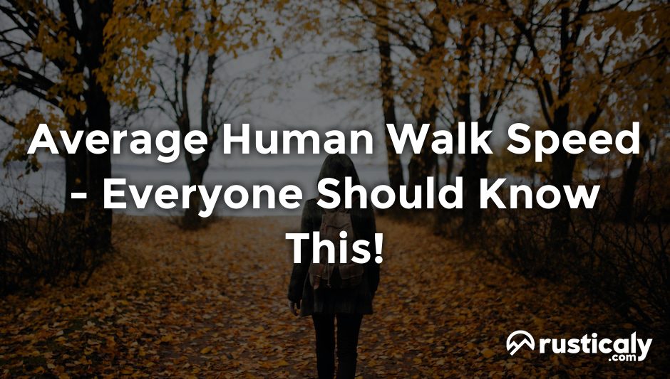 average human walk speed