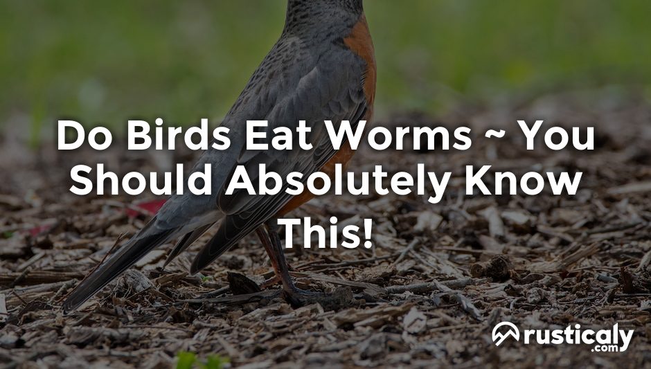 do birds eat worms