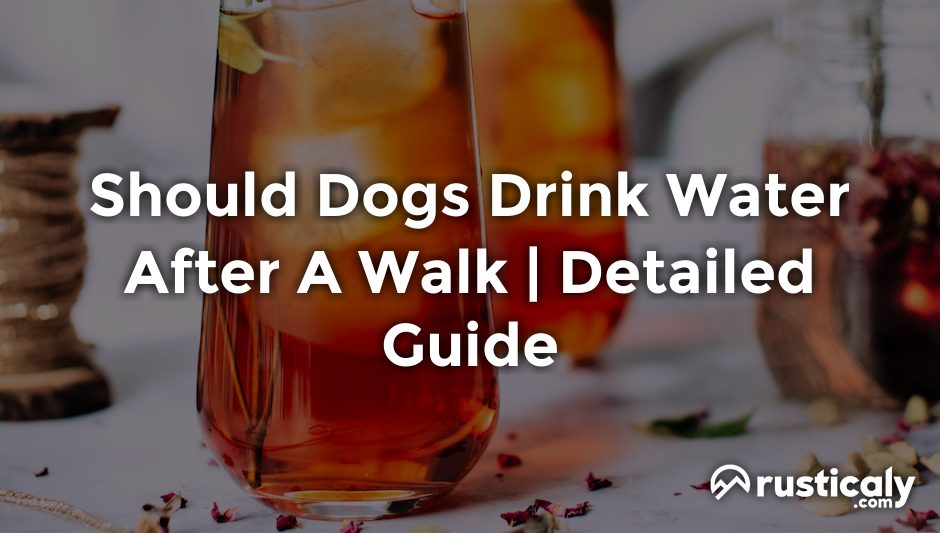 should dogs drink water after a walk