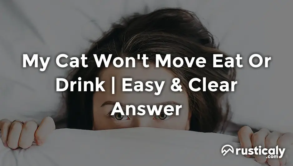 my cat won't move eat or drink