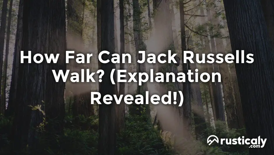 how far can jack russells walk