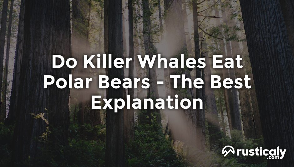 do killer whales eat polar bears