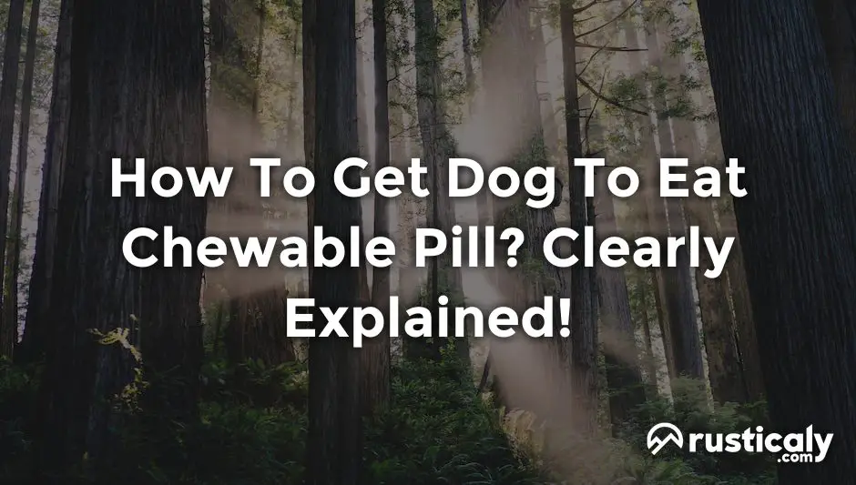 how to get dog to eat chewable pill