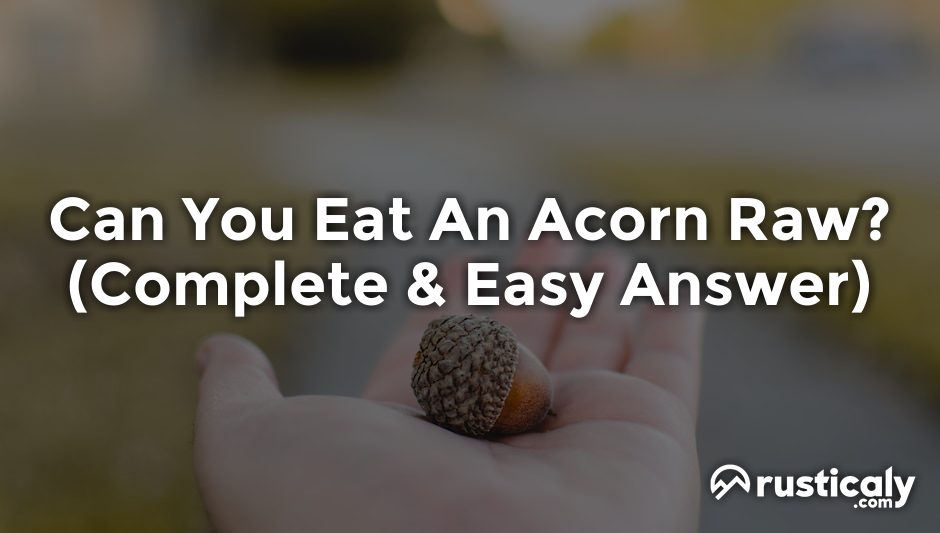 can you eat an acorn raw