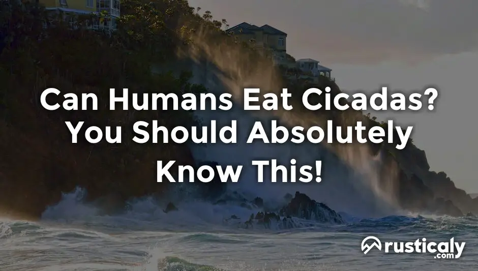 can humans eat cicadas
