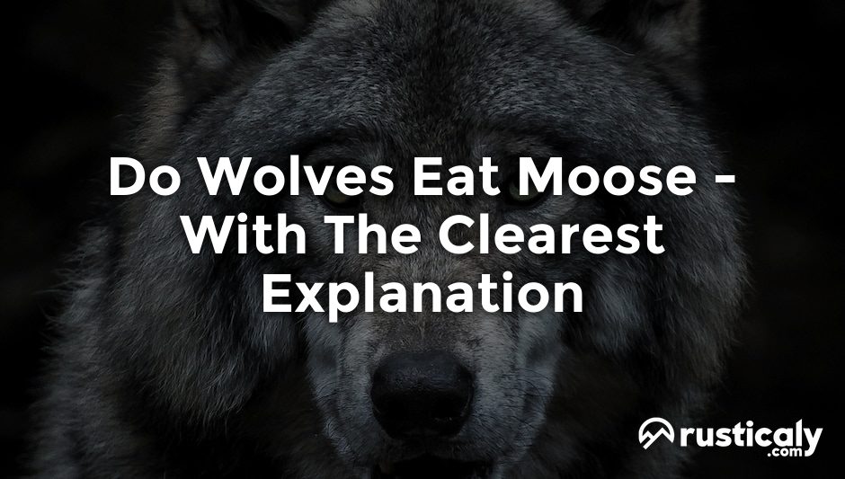 do wolves eat moose