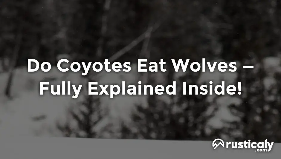 do coyotes eat wolves