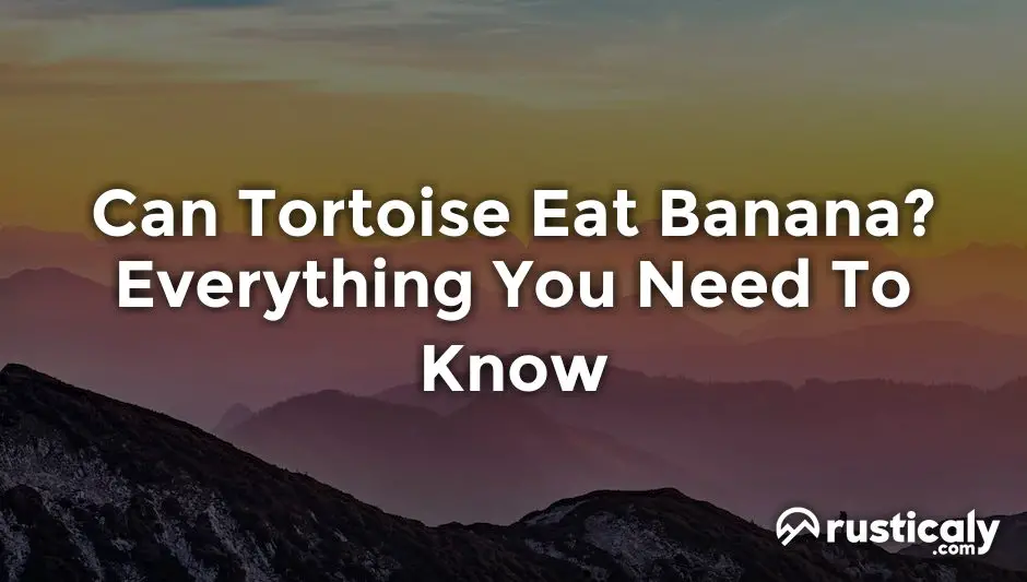 Can Tortoise Eat Banana? You Should Absolutely Know This!